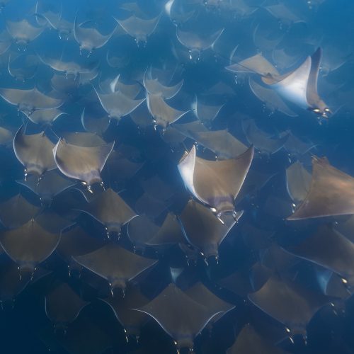25.05.13 Mobula & Balena 0562 edited web 1
