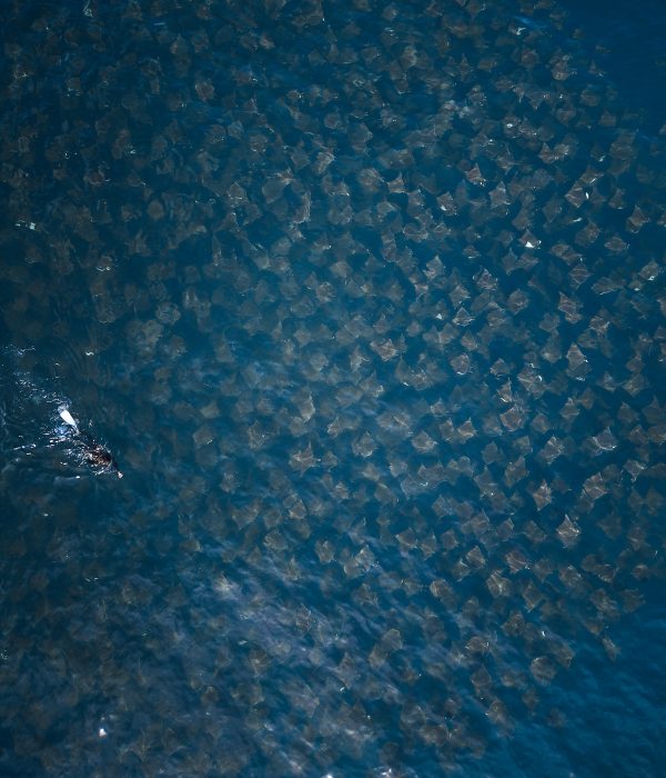25.05.13 Mobula & Balena 183825_0579_D edited web