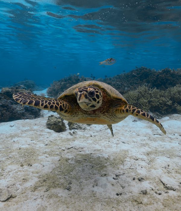 25.09.28 Reef Snorkeling 5324 edited web