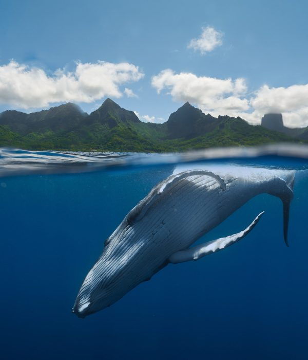 25.10.03-Whale-Tour-4-MET-5601-edited-web-phshop-vert