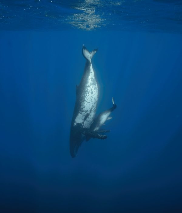 25.10.05 Whale Tour 6 Pacifik Playful 5745 edited web