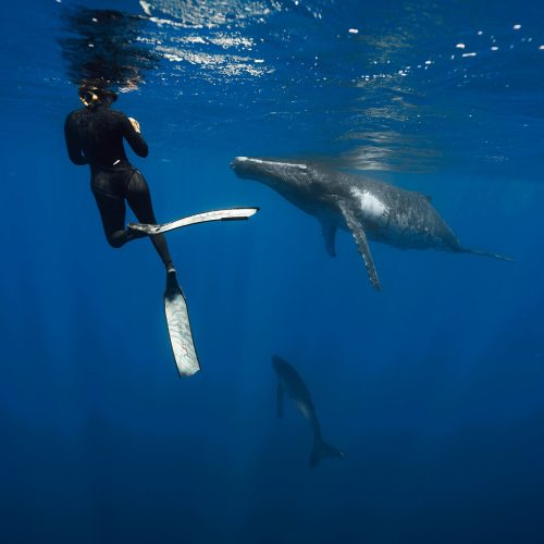 25.10.05 Whale Tour 6 Pacifik Playful 5773 edited web