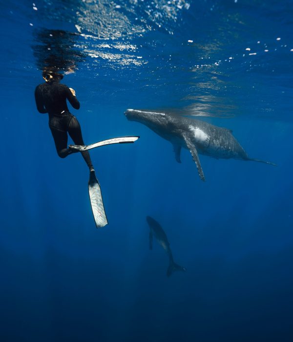 25.10.05 Whale Tour 6 Pacifik Playful 5773 edited web