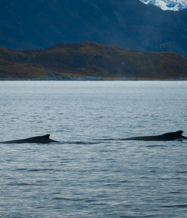 25.11.06 Orcas & Humpbacks Jøkkelfjord 8270 edited web