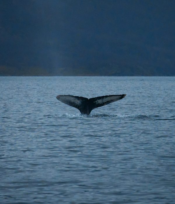 25.11.06 Orcas & Humpbacks Jøkkelfjord 8298 edited web
