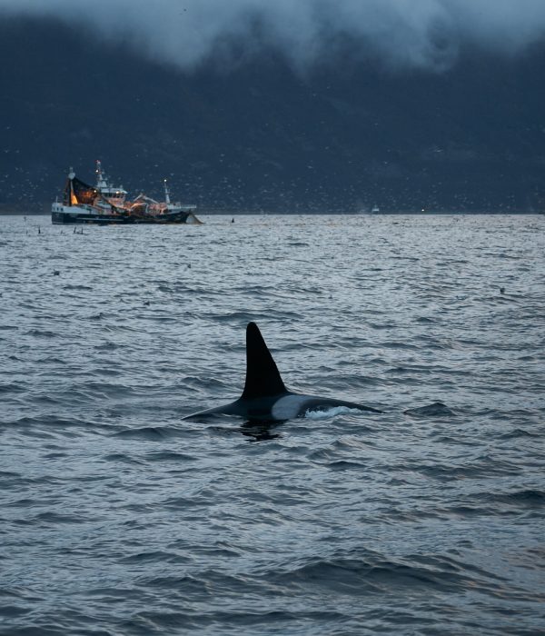 25.11.07 Orcas Playful 8363 edited web