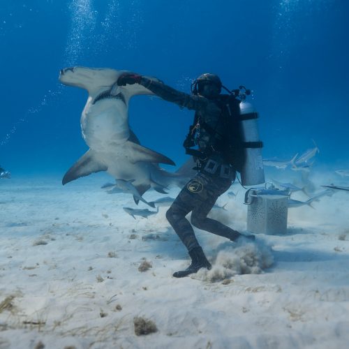 26.02.10 Hammerheads Scuba 2 1027 edited web
