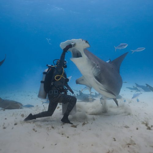 26.02.10 Hammerheads Scuba 2 1399 edited web
