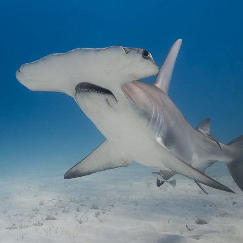 26.02.10 Hammerheads scuba 1 0928 edited web 1