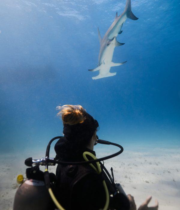 26.02.10 Hammerheads scuba 1 0947 edited web