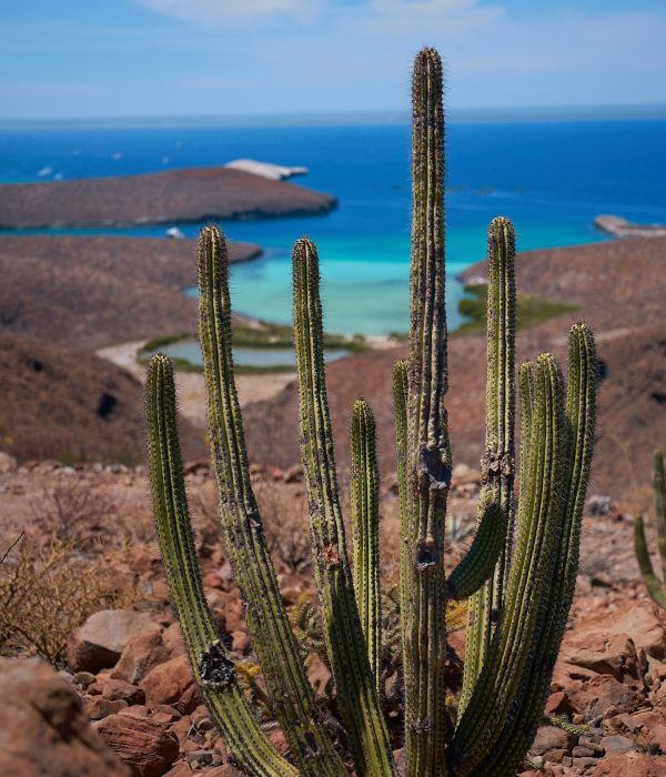 26.05.03 Balandra & Cactus 00471 edited web