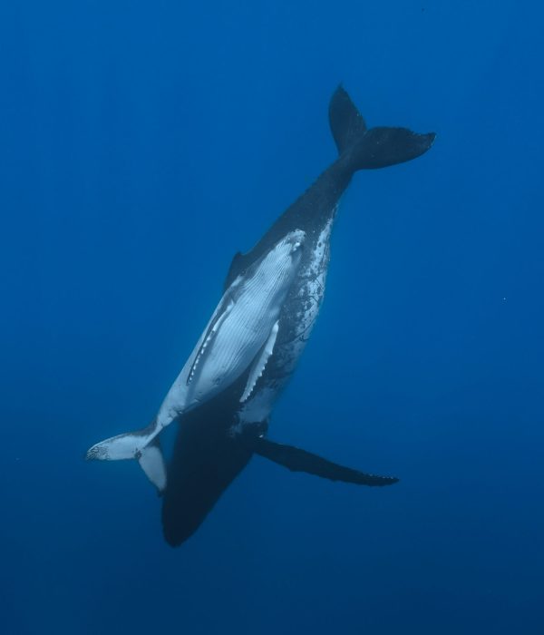 C6826.00_02_24_05.Still006 edited web