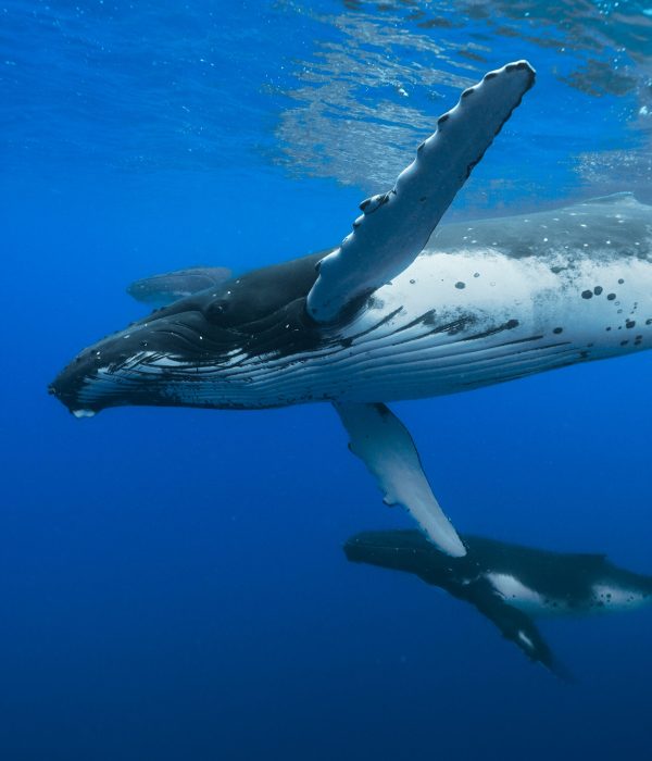 C6964.00_03_18_31.Still008 edited web