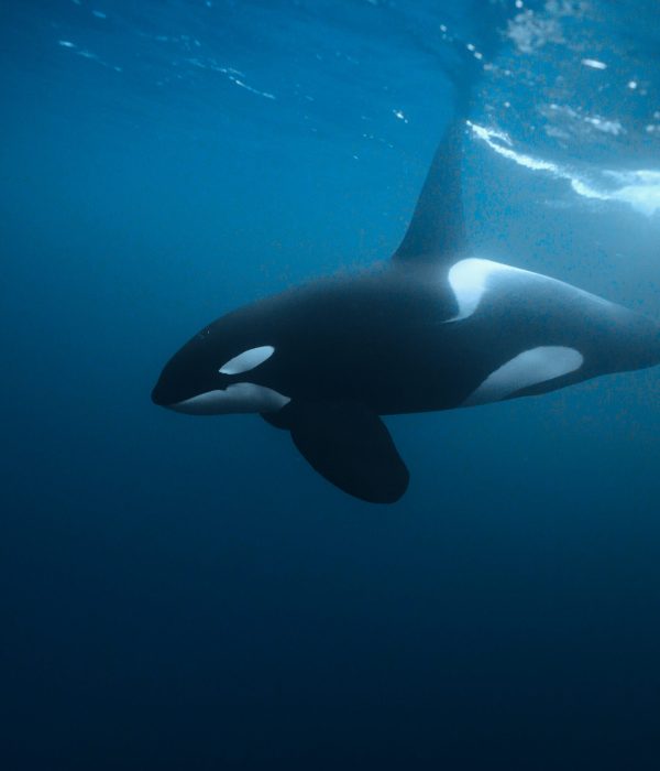 C7595.MP4.01_14_38_26.Still001 edited web