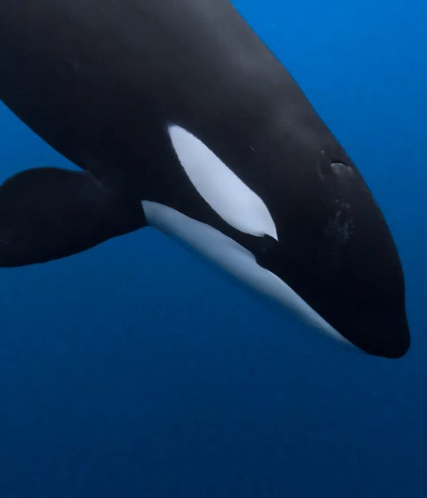 GX010782_edited.mov.00_00_08_31.Still008 edited web