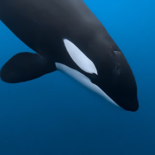 Orca Mexicoish 2