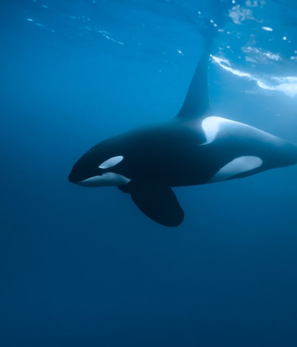 Orca Mexicoish