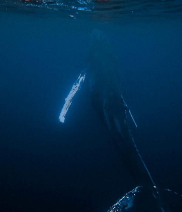 dji_export_20251105_160712_1762355232010_compose_0_edited_1080.mov.00_00_20_10.Still002 edited web